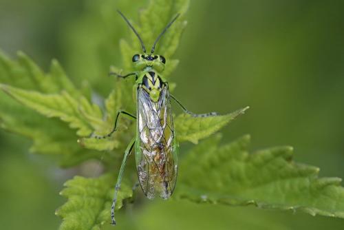 Réf. 211 119 : Rhogogaster chlorosoma